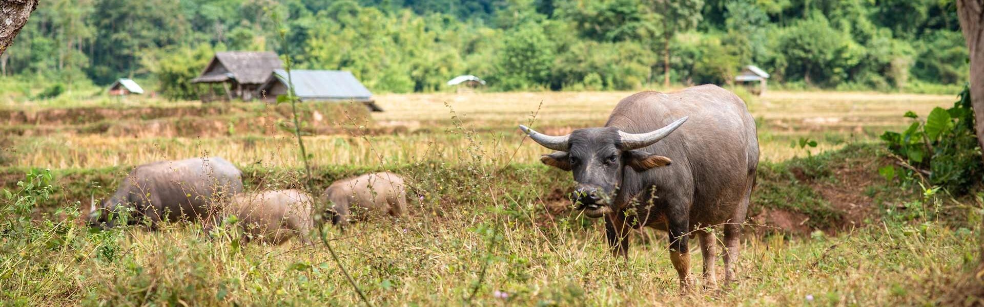Muang La Buffalos - Begin your visa-prepared day with Laos’ tranquil ambiance